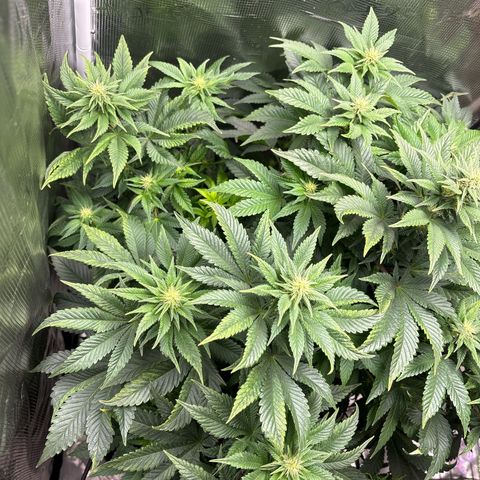 Petree growlog photo: Afte defoil