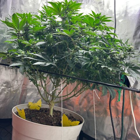 Petree growlog photo: Afte defoil