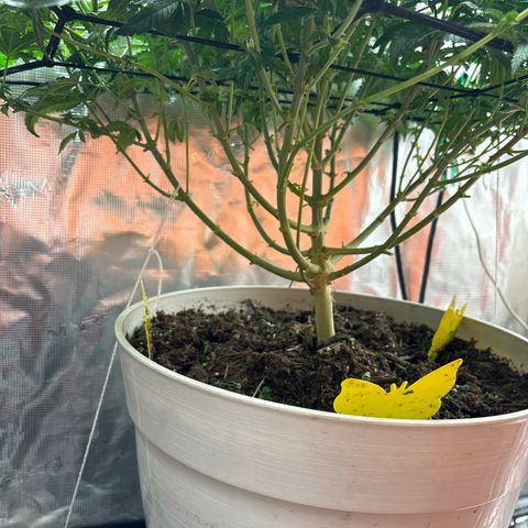 Petree growlog photo: Afte defoil