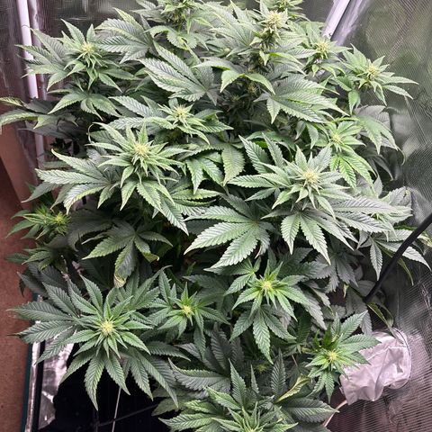 Petree growlog photo: Afte defoil