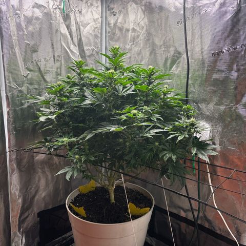 Petree growlog photo: Beautiful