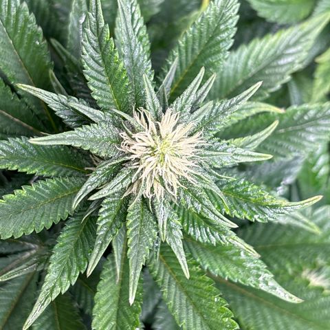 Petree growlog photo: Beautiful