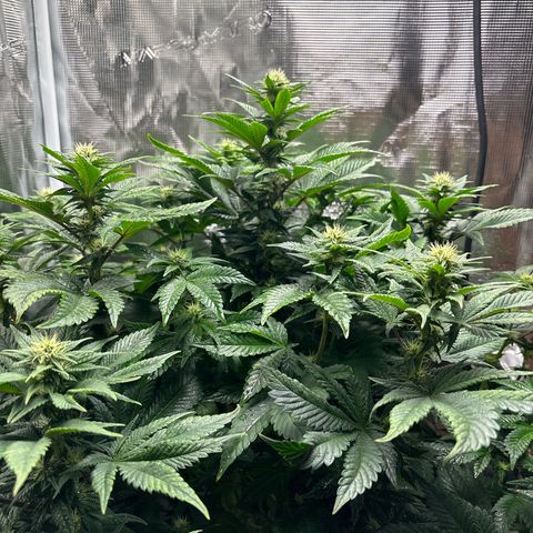 Petree growlog photo: Beautiful