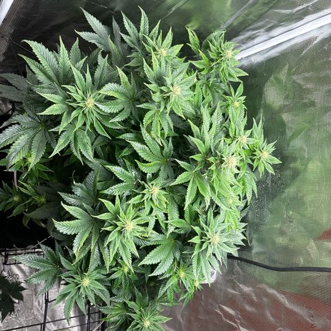 Petree growlog photo: Beautiful