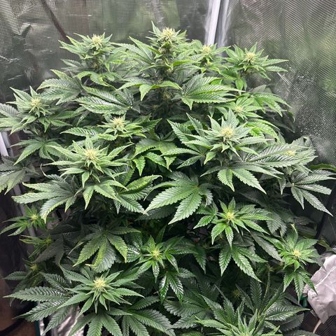 Petree growlog photo: Beautiful