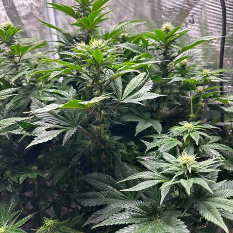 Petree growlog photo: Beautiful