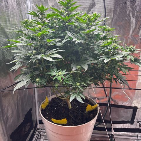 Petree growlog photo: Beautiful