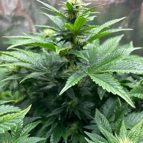 Petree growlog photo: Beautiful