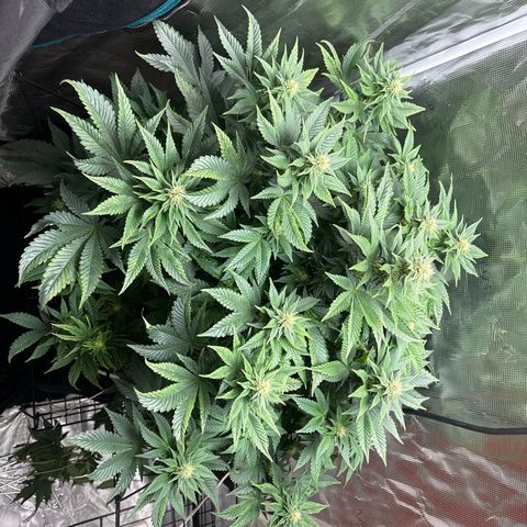 Petree growlog timeline photo