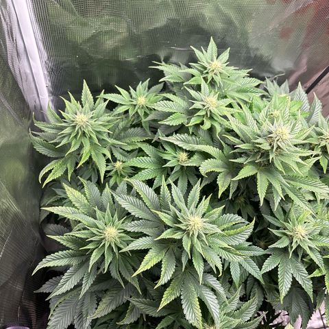 Petree growlog timeline photo
