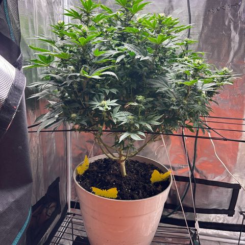 Petree growlog photo: Minor burning on the leaves. But nugs are forming beautifully 