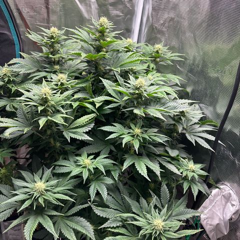 Petree growlog timeline photo