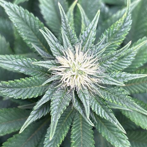 Petree growlog timeline photo