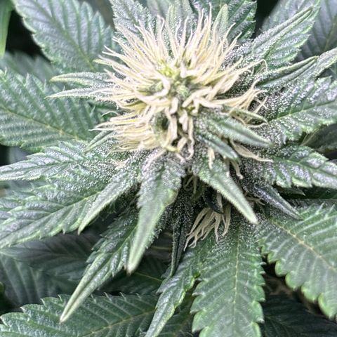Petree growlog timeline photo
