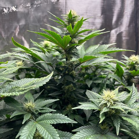 Petree growlog timeline photo