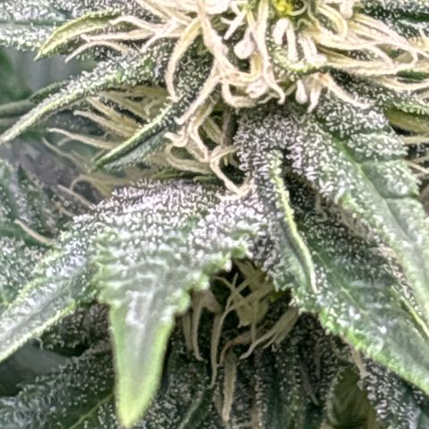 Petree growlog timeline photo