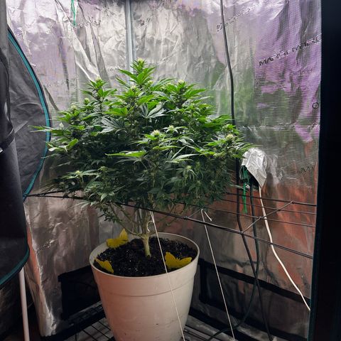Petree growlog timeline photo