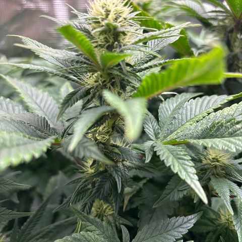 Petree growlog timeline photo