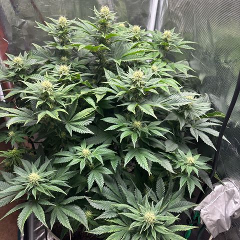 Petree growlog timeline photo
