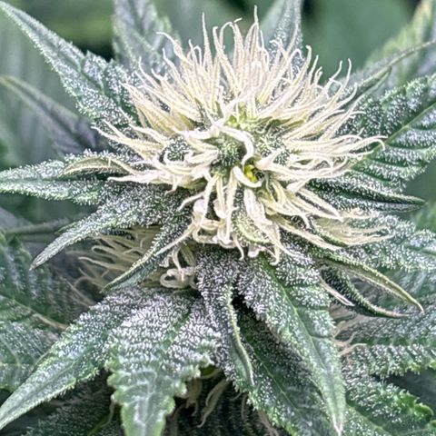 Petree growlog timeline photo
