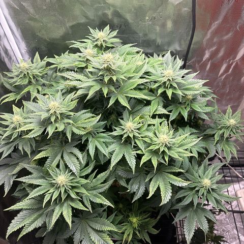 Petree growlog timeline photo