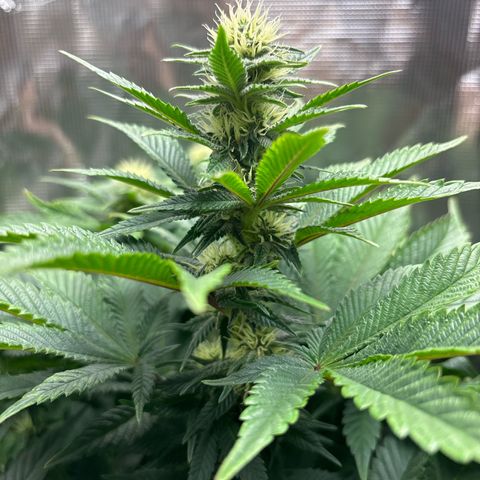 Petree growlog timeline photo
