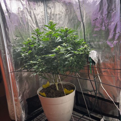Petree growlog timeline photo