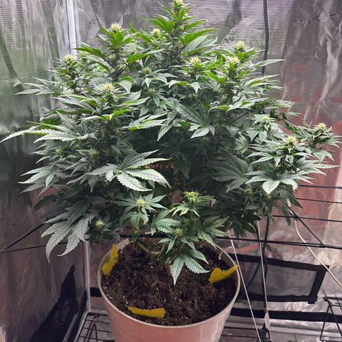 Petree growlog timeline photo