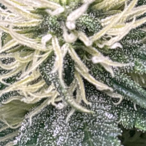 Petree growlog timeline photo
