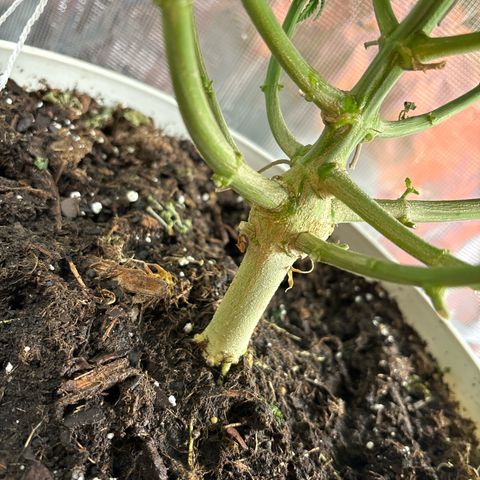 Petree growlog timeline photo