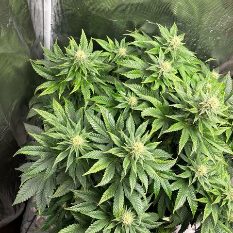 Petree growlog timeline photo