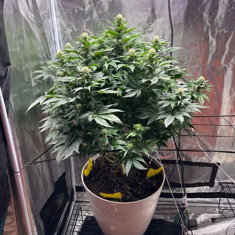 Petree growlog timeline photo