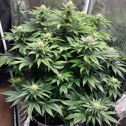 Petree growlog timeline photo