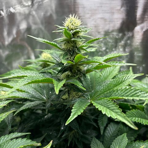 Petree growlog timeline photo