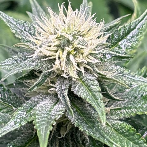 Petree growlog timeline photo