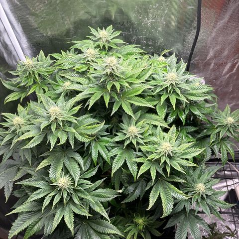 Petree growlog timeline photo