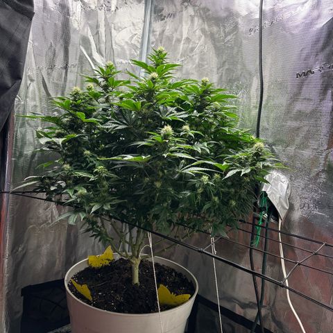 Petree growlog timeline photo