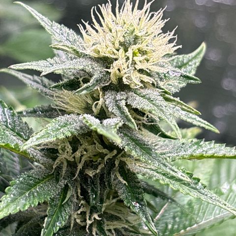 Petree growlog timeline photo