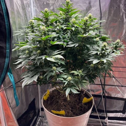 Petree growlog timeline photo