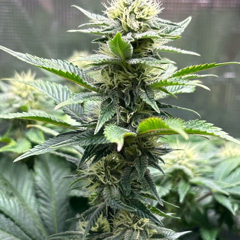 Petree growlog timeline photo