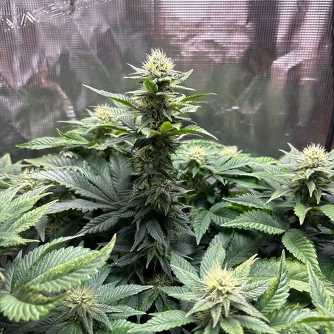 Petree growlog timeline photo