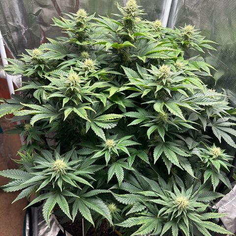 Petree growlog timeline photo
