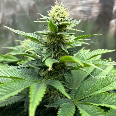 Petree growlog timeline photo