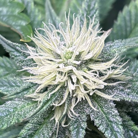 Petree growlog timeline photo