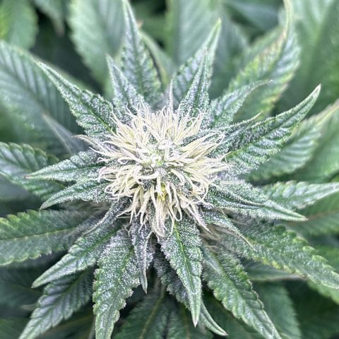 Petree growlog timeline photo