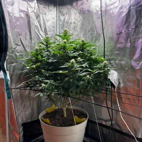 Petree growlog timeline photo