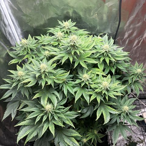 Petree growlog timeline photo