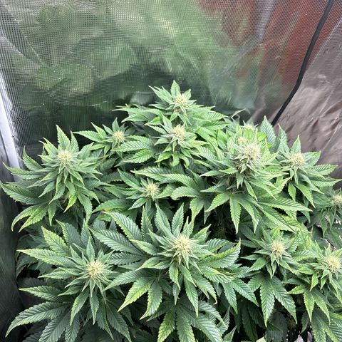 Petree growlog timeline photo