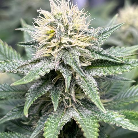 Petree growlog photo: Wow
