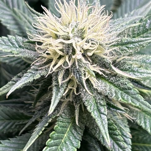 Petree growlog photo: Wow